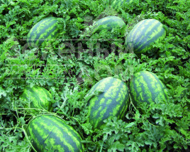 Насіння кавуна Леді F1 / Lady F1,62-65 днів купити оптом і в роздріб в Україні за вигідною ціною