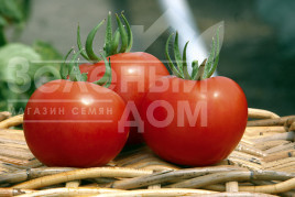 Насіння томатів Силует F1 / Siluet F1,70-75 днів купити оптом і в роздріб в Україні за вигідною ціною