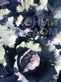 Насіння капусти червоноголової Редгард F1 / Redgard F1,130-135 днів купити оптом і в роздріб в Україні за вигідною ціною