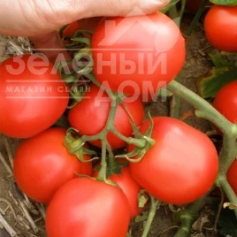 Семена томатов Эскорт / Eskort,60-70 дней купить оптом и в розницу в Украине по выгодной цене