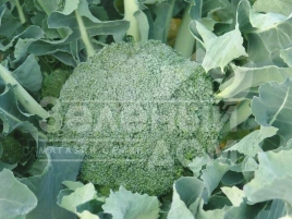 Семена капусты брокколи Лимба / Limba,65-75 дней купить оптом и в розницу в Украине по выгодной цене