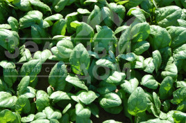 Насіння шпинату Акадія F1 / Acadia F1 купити оптом і в роздріб в Україні за вигідною ціною