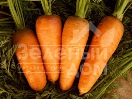 Семена моркови Шамарэ / Chamare,110-120 дней купить оптом и в розницу в Украине по выгодной цене