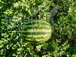 Насіння кавуна Ау Продюсер / AU Producer, 70-75 днів купити оптом і в роздріб в Україні за вигідною ціною