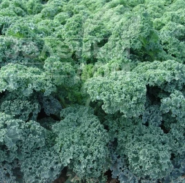 Семена капусты листовой Капрал / Kapral купить оптом и в розницу в Украине по выгодной цене