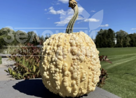 Насіння гарбуза Попкорн F1 / Popkorn F1  купити оптом і в роздріб в Україні за вигідною ціною