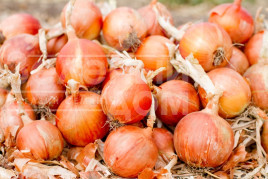 Цибуля ріпчаста Делфіс F1 / Delfis F1,125-130 днів купити оптом і в роздріб в Україні за вигідною ціною