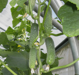 Насіння огірків Євро пік F1 / Euro pick F1,40-45 днів купити оптом і в роздріб в Україні за вигідною ціною