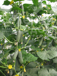 Насіння огірків Ленара F1 / Lenara F1,40 днів купити оптом і в роздріб в Україні за вигідною ціною