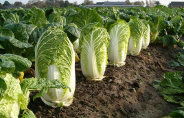 Насіння капусти пекінської Юкі F1 / Yuki F1, 65-70 днів купити оптом і в роздріб в Україні за вигідною ціною