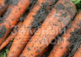 Семена моркови Каротан / Karotan,150-160 дней купить оптом и в розницу в Украине по выгодной цене