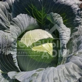 Семена капусты белокочанной Сармелло F1 / Sarmello F1,90-95 дней купить оптом и в розницу в Украине по выгодной цене