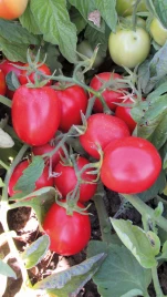 Семена томатов Мицено F1 / Miceno F1,60-65 дней купить оптом и в розницу в Украине по выгодной цене