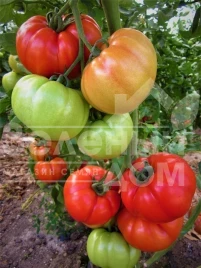 Семена томатов Туна F1 / Tuna F1 купить оптом и в розницу в Украине по выгодной цене