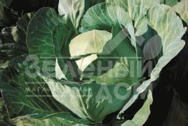 Семена капусты белокочанной Глория F1 / Gloria F1,75-80 дней купить оптом и в розницу в Украине по выгодной цене