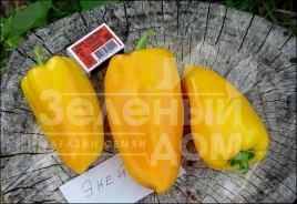Семена сладкого перца Эней / Eney купить оптом и в розницу в Украине по выгодной цене