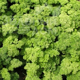 Семена петрушки Кадерва / Kaderva, 70-80 дней купить оптом и в розницу в Украине по выгодной цене