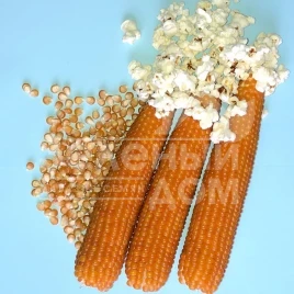 Семена кукурузы Эстрелла F1 / Estrella F1,95 дней купить оптом и в розницу в Украине по выгодной цене