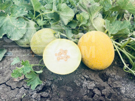 Насіння дині Романостар (E25G.00709) F1 / Romanostar (E25G.00709) F1, 55-60 днів купити оптом і в роздріб в Україні за вигідною ціною