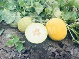 Насіння дині Романостар (E25G.00709) F1 / Romanostar (E25G.00709) F1, 55-60 днів купити оптом і в роздріб в Україні за вигідною ціною