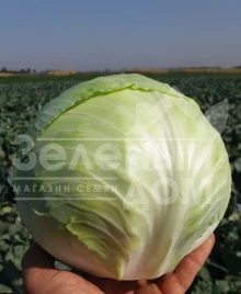 Семена капусты белокочанной Коронет F1 / Koronet F1,110-120 дней купить оптом и в розницу в Украине по выгодной цене