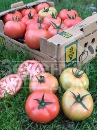 Семена томатов Пинк Нагетс F1 / Pink Nagets F1 купить оптом и в розницу в Украине по выгодной цене