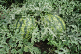 Насіння кавуна Вікторія F1 / Victoria F1,56-60 днів купити оптом і в роздріб в Україні за вигідною ціною