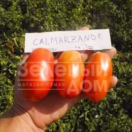 Семена томатов Калмарзано F1 / Calmarzano F1,110-115 дней купить оптом и в розницу в Украине по выгодной цене