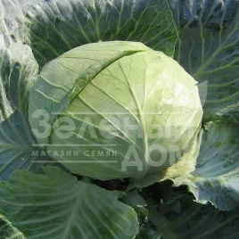 Семена капусты белокочанной Наоми F1 / Naomi F1,80-85 дней купить оптом и в розницу в Украине по выгодной цене