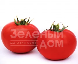 Семена томатов Даруна F1 / Daruna F1,115 дней купить оптом и в розницу в Украине по выгодной цене