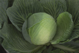 Насіння капусти білокачанної Закапа F1 / Zacapa F1,140 днів купити оптом і в роздріб в Україні за вигідною ціною