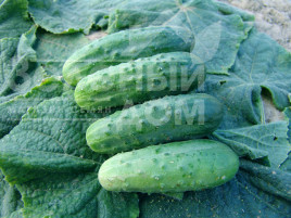 Насіння огірків Марієта F1 / Marieta F1 купити оптом і в роздріб в Україні за вигідною ціною