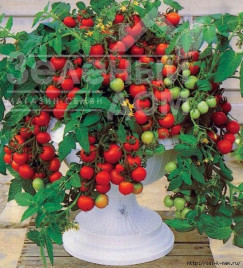 Насіння томатів Баяя / Bayaya купити оптом і в роздріб в Україні за вигідною ціною