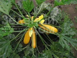 Семена кабачков Голдлайн F1 / Goldline F1, 40-45 дней купить оптом и в розницу в Украине по выгодной цене