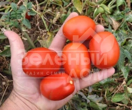 Семена томатов Керо F1 / Kero F1,110-115 дней купить оптом и в розницу в Украине по выгодной цене