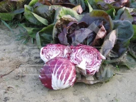 Семена салата Индиго / Indigo,68 дней купить оптом и в розницу в Украине по выгодной цене