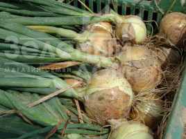 Цибуля ріпчаста Августа / Avgusta,260-280 днів купити оптом і в роздріб в Україні за вигідною ціною