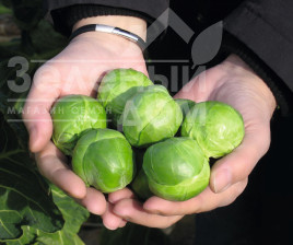 Насіння капусти брюссельської Франклін F1 / Franklin F1,130 днів купити оптом і в роздріб в Україні за вигідною ціною