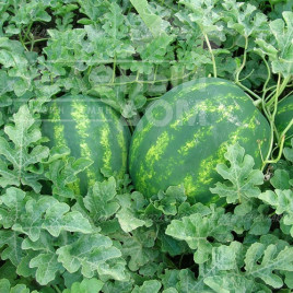 Насіння кавуна Васко F1 / Vasko F1,62-65 днів купити оптом і в роздріб в Україні за вигідною ціною