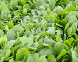 Насіння шпинату Спірос F1 / Spiros F1,44 дні купити оптом і в роздріб в Україні за вигідною ціною