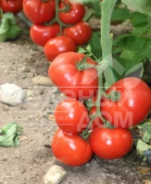 Семена томатов Чимган F1 / Chimgan F1,67-70 дней купить оптом и в розницу в Украине по выгодной цене