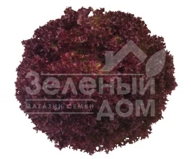 Семена салата Конкорд / Concorde купить оптом и в розницу в Украине по выгодной цене
