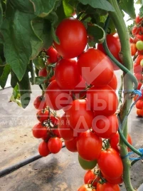 Семена томатов Сонет F1 / Sonet F1 купить оптом и в розницу в Украине по выгодной цене