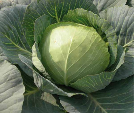 Насіння капусти білокачанної Шармант F1 / Sharmant F1, 60 - 70 днів купити оптом і в роздріб в Україні за вигідною ціною