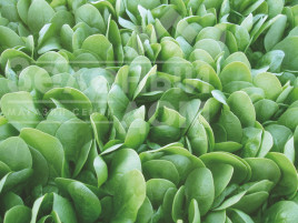 Насіння шпинату Корвер F1 / Korver F1,55-60 днів купити оптом і в роздріб в Україні за вигідною ціною