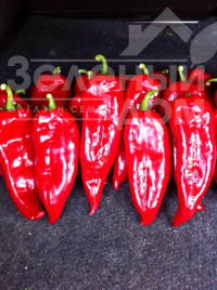 Насіння солодкого перцю Буркап / Burkap, 70-85 днів купити оптом і в роздріб в Україні за вигідною ціною