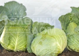 Семена капусты белокочанной Джеди Грин F1 / Dzhedi Grin F1, 70-80 дней купить оптом и в розницу в Украине по выгодной цене