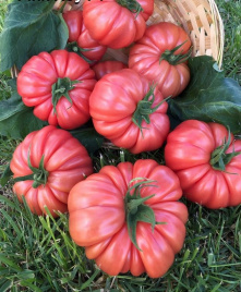 Насіння томатів Пінк Кой F1 / Pink Coy F1,105-115 днів купити оптом і в роздріб в Україні за вигідною ціною