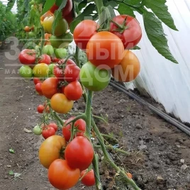 Семена томатов Дримболл F1 / Dreamboll F1 купить оптом и в розницу в Украине по выгодной цене