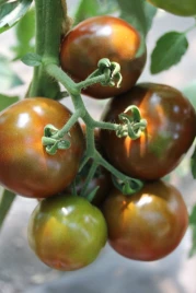 Семена томатов Будулай F1 / Budulai F1, 90-95 дней купить оптом и в розницу в Украине по выгодной цене